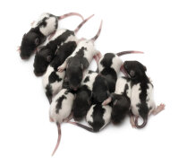 Rats congel&eacute;, poil (8 &agrave; 10 jours) / prix...
