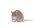 Rats congel&eacute;, adulte 150g / prix &eacute;chelonn&eacute;