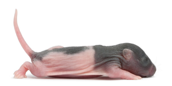 Rats congelé, nue (2 à 3 jours) / prix échelonné